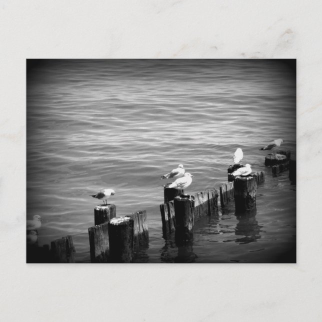Möwen Postkarte (Vorderseite)