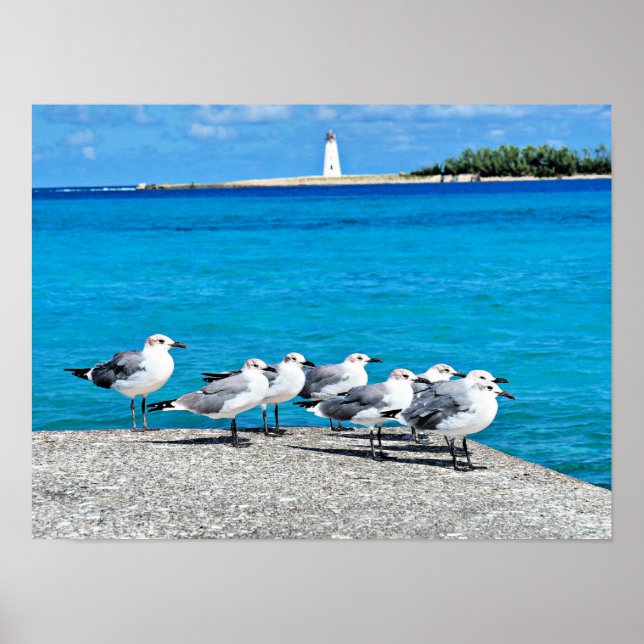 Möwen, Sandstrand, Nassau, Bahamas Poster (Vorne)