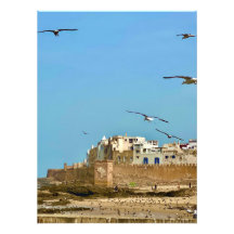 Möwen und die Stadt. - Essaouira, Marokko