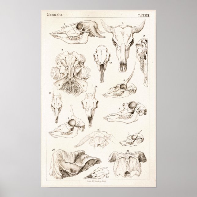 Möwen von Säugetieren Veterinärbüffel Anatomie Dru Poster (Vorne)