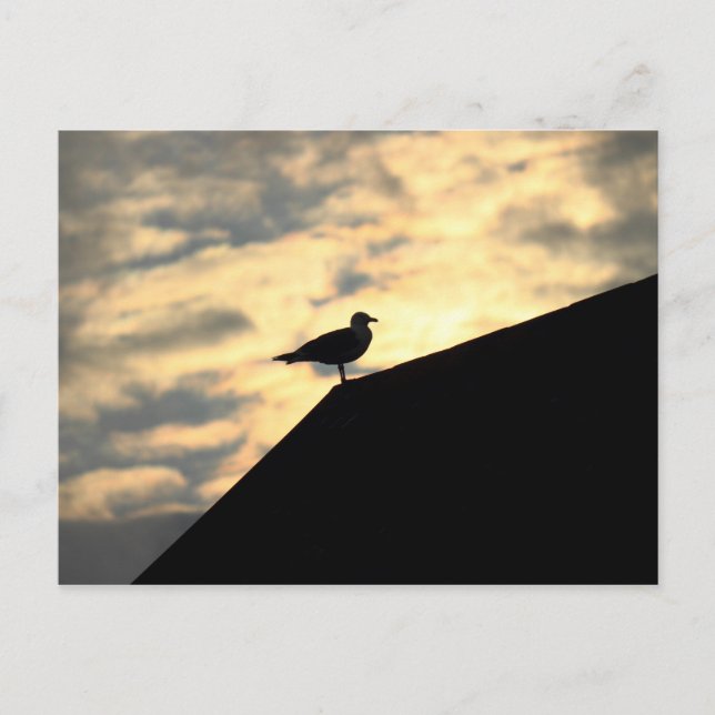 Möwensonnenuntergang Postkarte (Vorderseite)