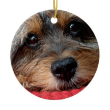 Moxi sauber als Pfeife Shorkie Verzierung