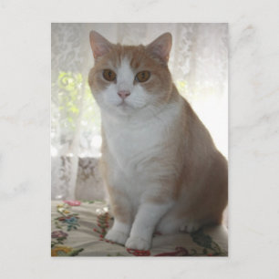 Mr. Big Eyes Postkarte