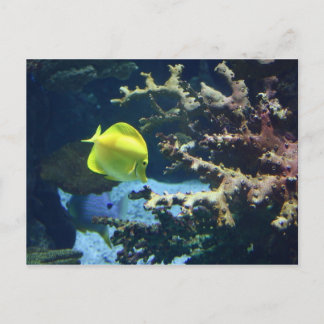 Mr. Fishy! Postkarte