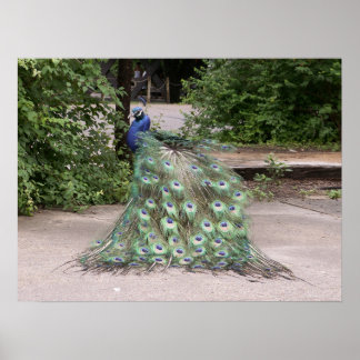 Mr.Peacock rüffelt seine Federn Poster