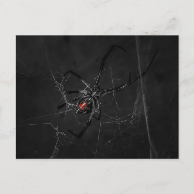 Mrs. Black Postkarte (Vorderseite)