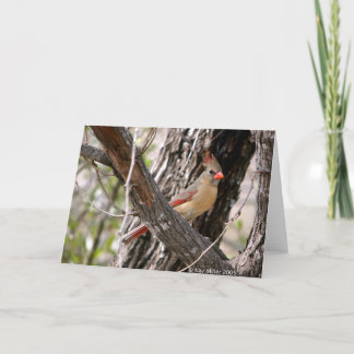 Mrs. Cardinal-2004 Karte