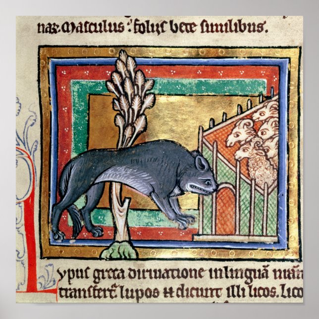 MS Roy A Wolf außerhalb einer Schaffalte Poster (Vorne)