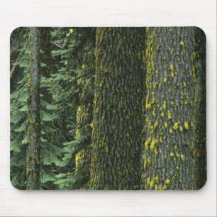Mt. Ashland, Rogue RIver National Forest, Mousepad