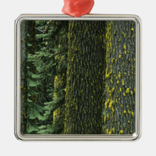 Mt. Ashland, Rogue RIver National Forest, Silbernes Ornament