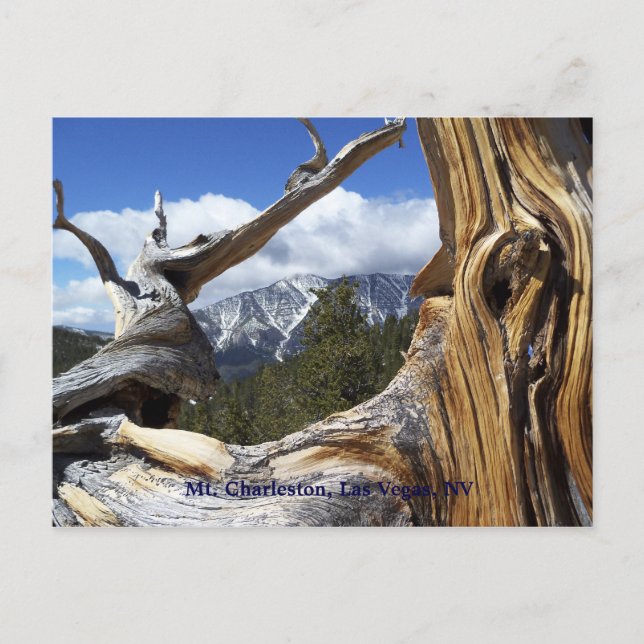 Mt. Charleston, Las Vegas, NV Carte postale (Devant)