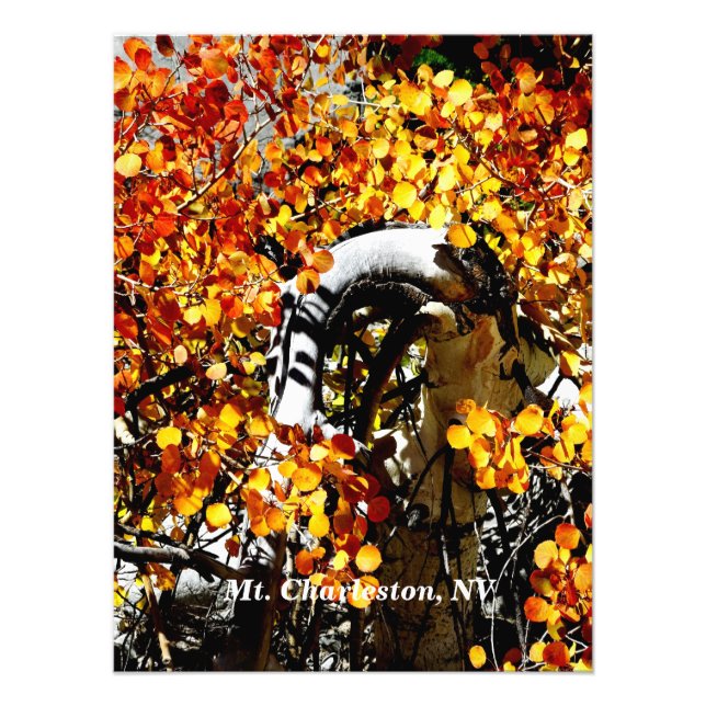 Mt. Charleston NV Automne Aspen Photo Imprimer (Devant)