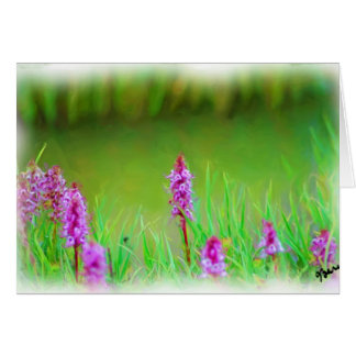 MT EVANS CARTE FLEUR SAUVAGE