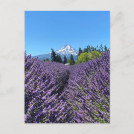 Mt Hood Oregon Postkarte