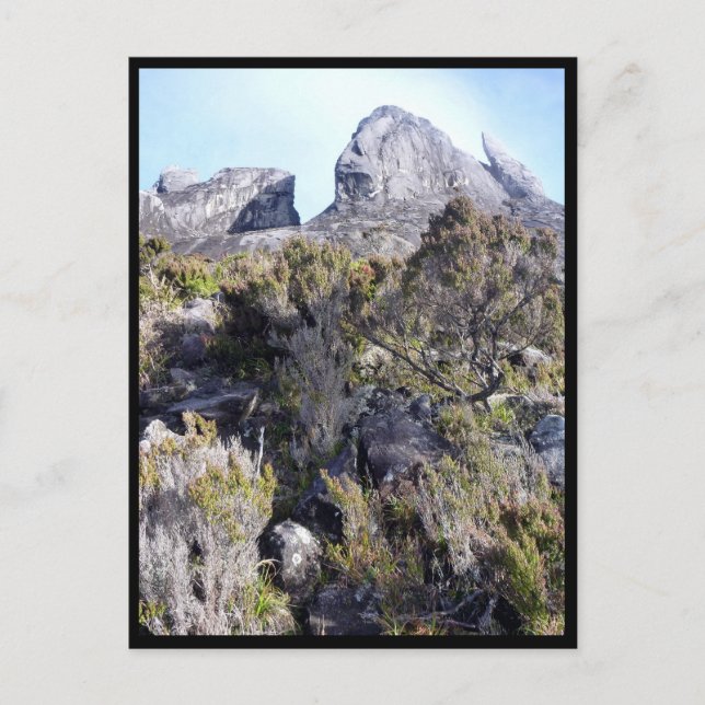 mt Kinabalu Pflanze Postkarte (Vorderseite)