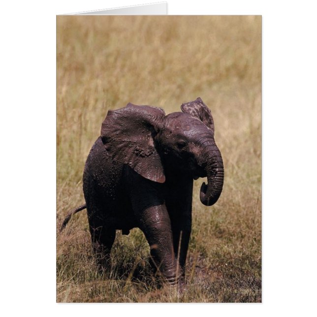 Muddy Baby Elephant (Vorne)