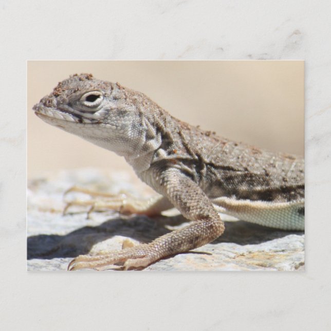 Muddy Lizard Postcard Postkarte (Vorderseite)