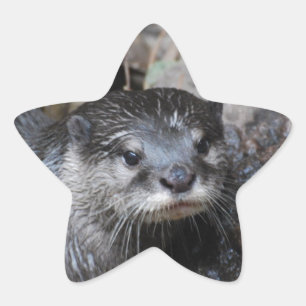 Muddy Otter Stern-Aufkleber