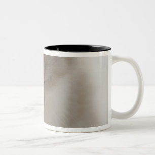 Müdes Kätzchen-Schlafen Zweifarbige Tasse
