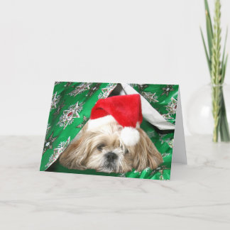 Müdes Weihnachten Shih Tzu