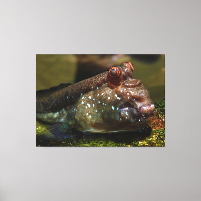 Mudskipper Amphibienfisch Oxudercinae Leinwanddruck (Vorderseite)