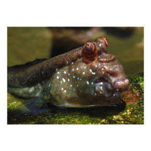 Mudskipper amphibische Fische Oxudercinae Fotodruck