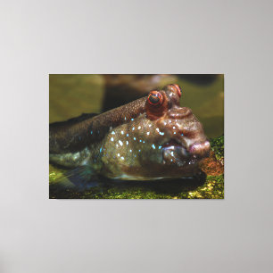 Mudskipper amphibische Fische Oxudercinae Leinwanddruck