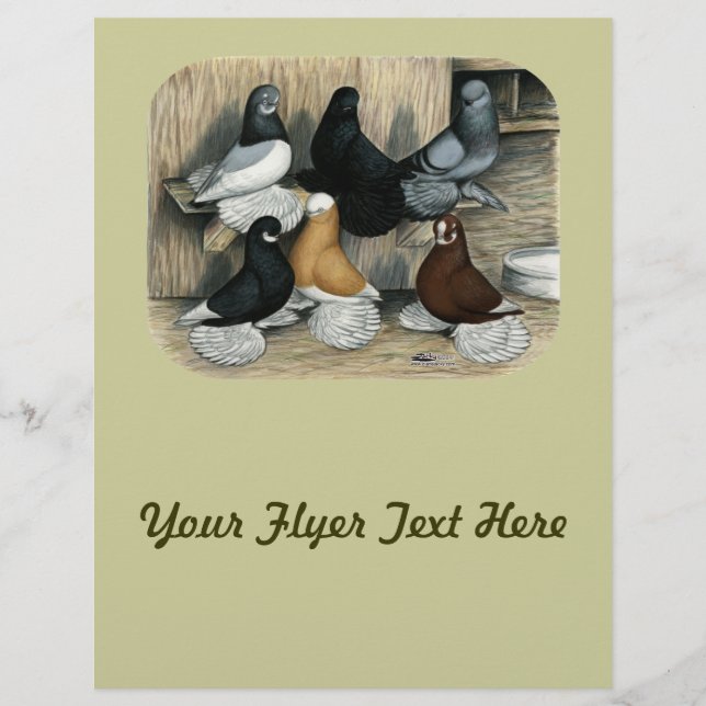 Muffed Tumbler Tauben Flyer (Vorne)