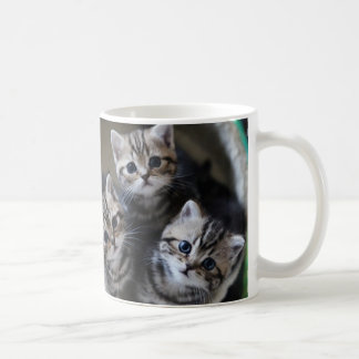 MUG 3匹のアメリカンショートヘアの子猫たち マグカップ