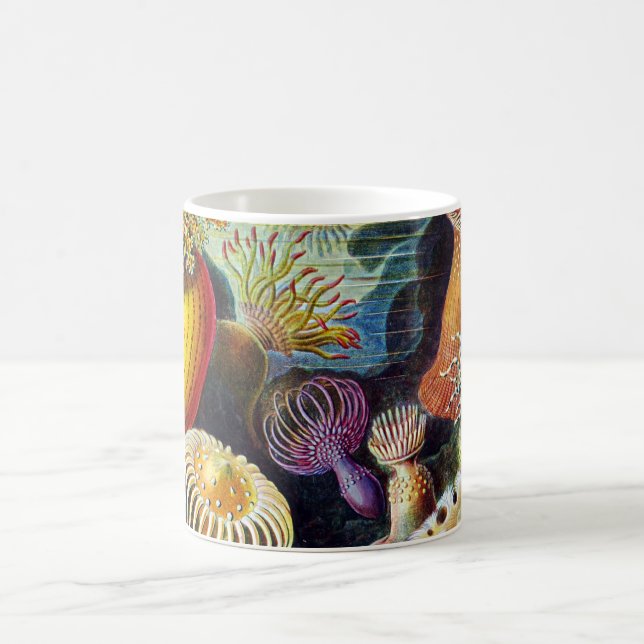 Mug Actiniae par Ernst Haeckel (Centre)
