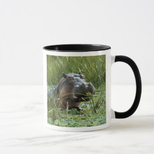 Mug Afrique, Kenya, Masai Mara NR. Une mère hippo