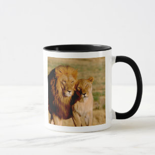 Mug Afrique, Namibie, Okonjima. Lion & Lion
