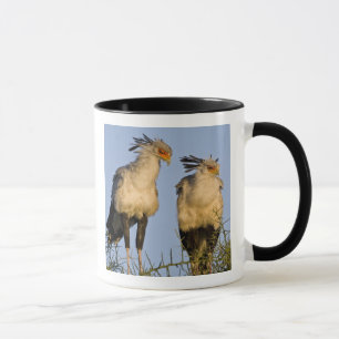 Mug Afrique. Tanzanie. Oiseaux secrétaires à Ndutu