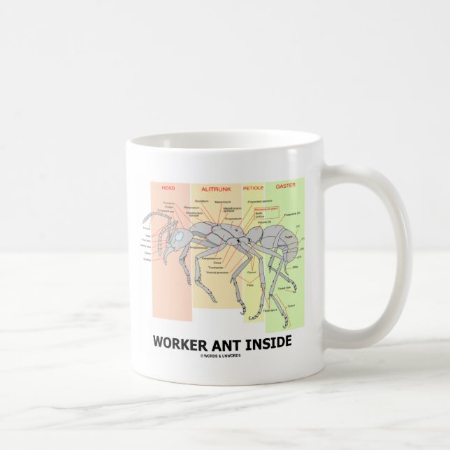 Mug Anatomie de la fourmi ouvrière (Ant Anatomy) (Droite)