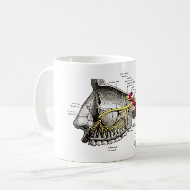 Mug Anatomie maxillaire d'humain de nerfs (Devant gauche)