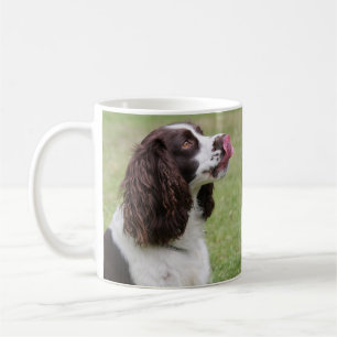 Mug Anglais Springer Spaniel Licking Nose