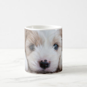 Mug Animaux de bébés cutest Cavashon Puppy