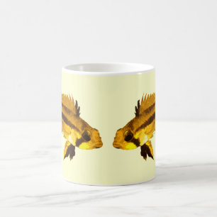 Mug Apistogrammas Cichlidé nain