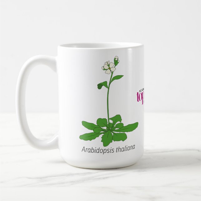 Mug Arabidopsis (Gauche)