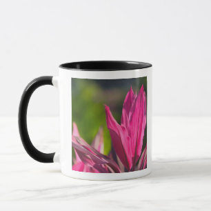 Mug BAHAMAS, île de New Providence, Nassau : Paradis