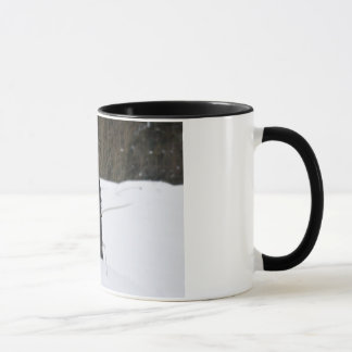 Mug Bailey le Patterdale Terrier