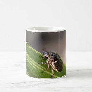 Mug Beetle 01