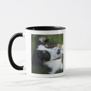 Mug Berger australien se tenant sur les jambes de