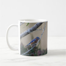 Bluebird sur Branche Amateurs de Bluebird Est