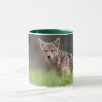 Brown Coyote, Canadian Animal Photography