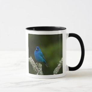 Mug Bruant indigo, Passerina cyanea, Côtiers