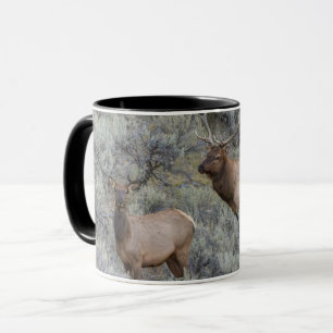 Mug Bull Elk   Parc national de Yellowstone, Wyoming