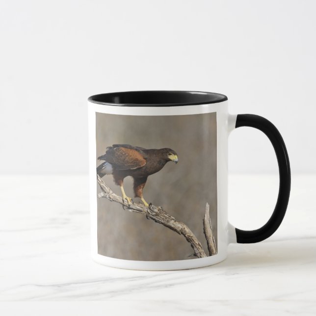 Mug Buse de Harris rapace perché (Droite)