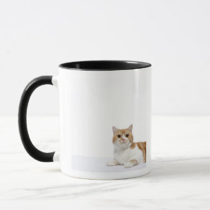Mug Chat de pli d'écossais