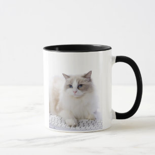 Mug Chat de Ragdoll sur le clavier d'ordinateur